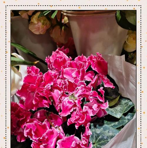 各色杜鹃花分别代表什么？杜鹃花颜色的寓意是什么？