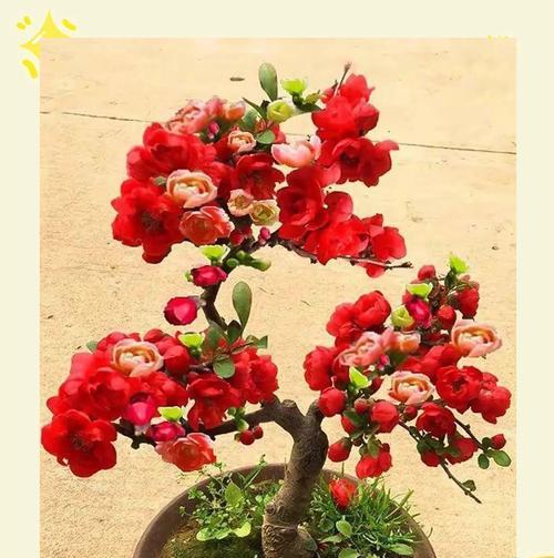 什么花象征健康和发财？如何选择寓意吉祥的花卉？
