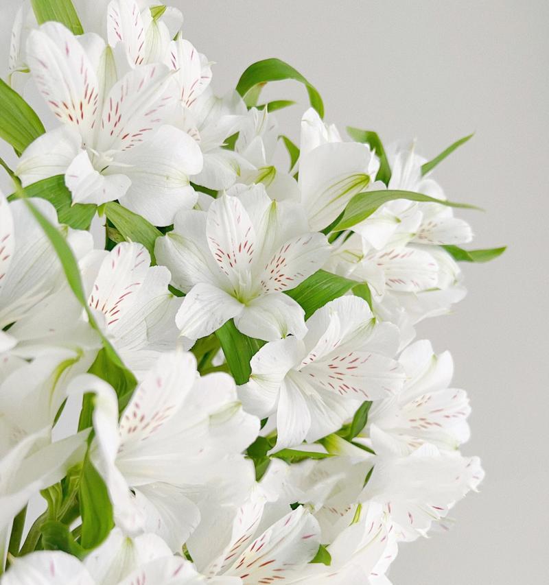 六色花的寓意和花语是什么？六色花代表什么？