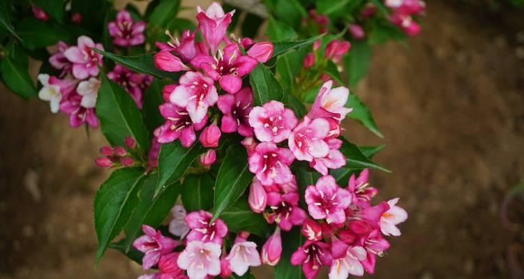 六色花的寓意和花语是什么？六色花代表什么？