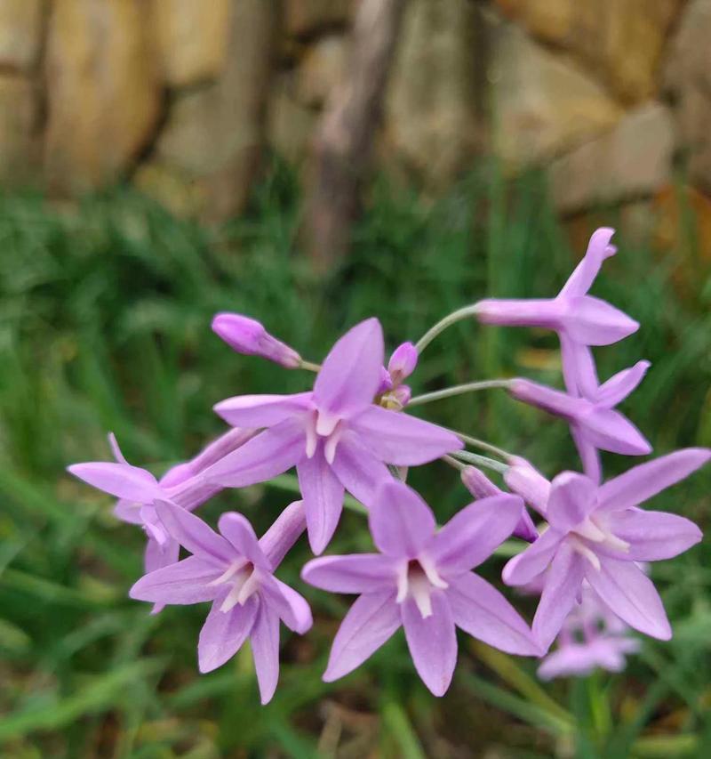 紫色的花的种类和寓意是什么？紫色花有哪些代表？