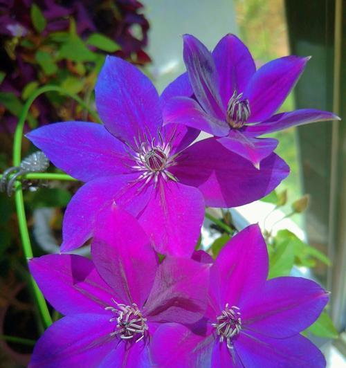 紫色的花的种类和寓意是什么？紫色花有哪些代表？