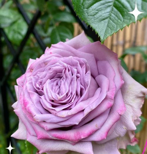 紫色的花的种类和寓意是什么？紫色花有哪些代表？