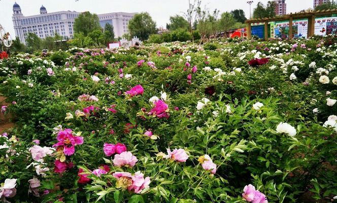 端午节送牡丹花有何深意？