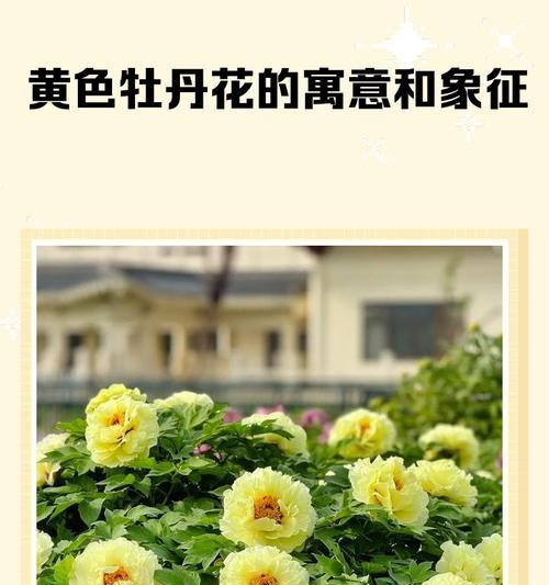 端午节送牡丹花有何深意？