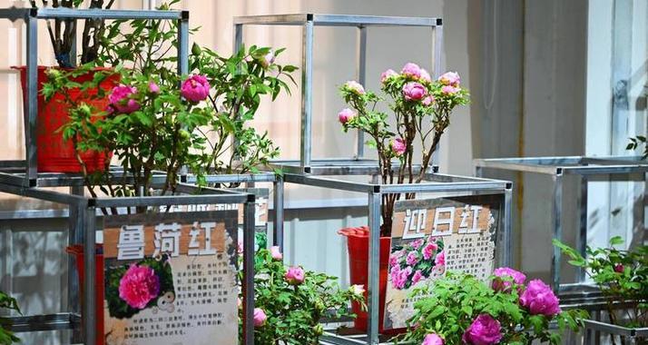 端午节送牡丹花有何深意？