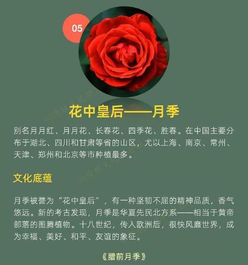 情人节送盘花的寓意是什么？盘花在情人节的含义是什么？