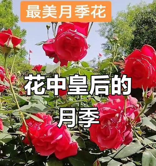 哪些花象征礼仪和平？它们的寓意是什么？