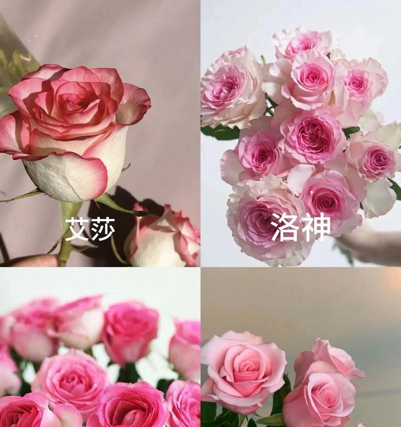 粉色玫瑰花送给宝贝有何寓意？