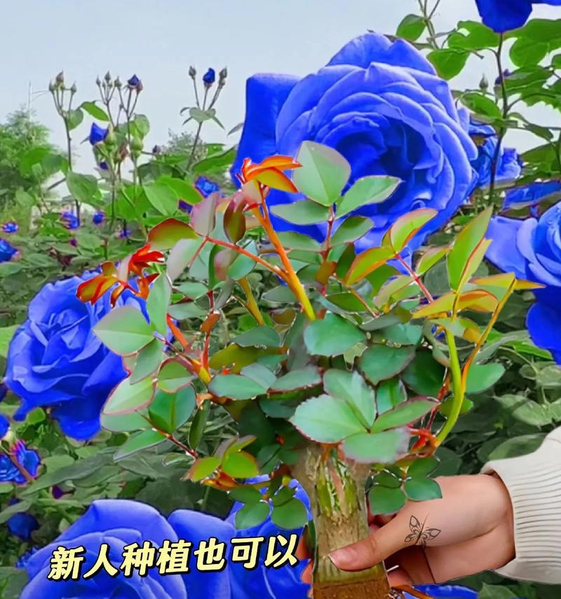 蓝色妖姬玫瑰花的寓意是什么？蓝色妖姬代表什么？