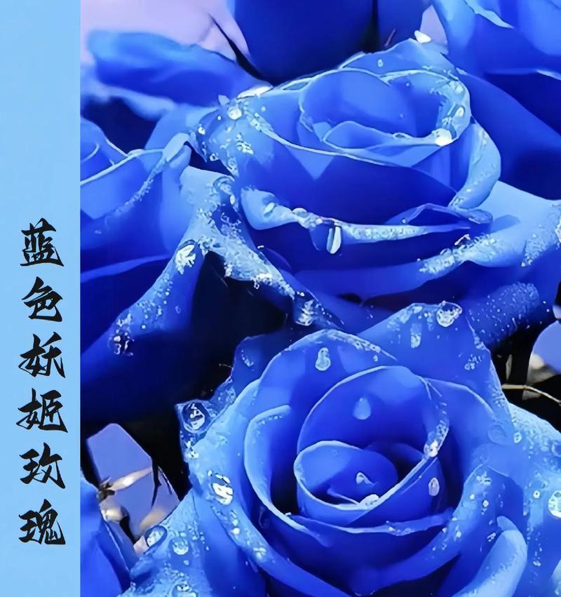 蓝色妖姬玫瑰花的寓意是什么？蓝色妖姬代表什么？