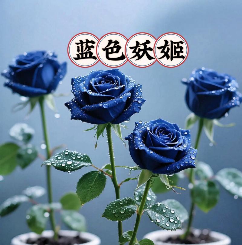 蓝色妖姬玫瑰花的寓意是什么？蓝色妖姬代表什么？