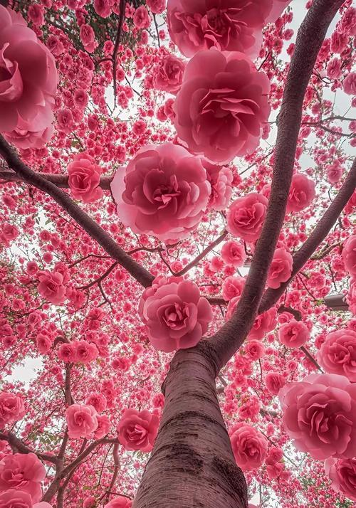 蓝色吊兰手捧花的花语是什么？蓝色吊兰手捧花有何寓意？