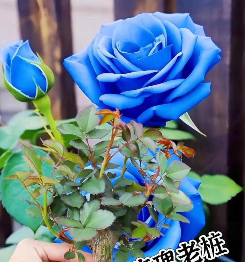 天蓝色玫瑰花代表什么含义？