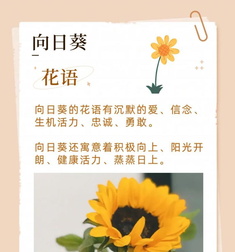 教师节应该送什么花？花语是什么？