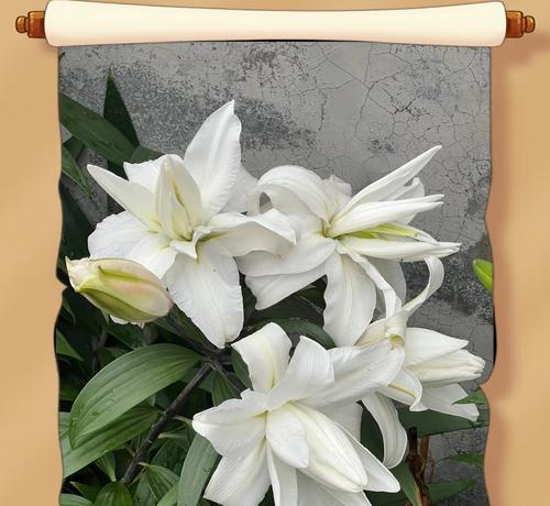 白色百合花代表什么含义？