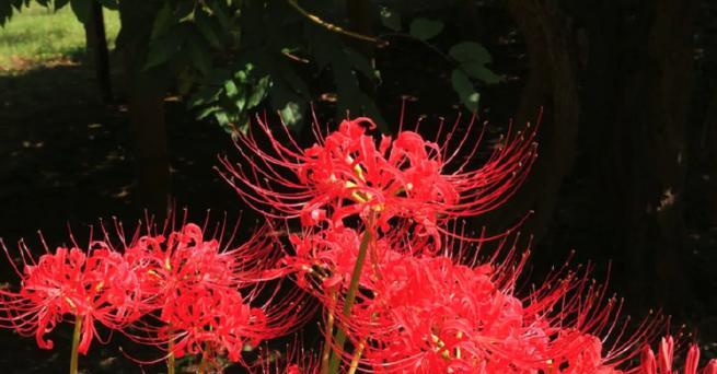 九月红色花朵象征着什么？