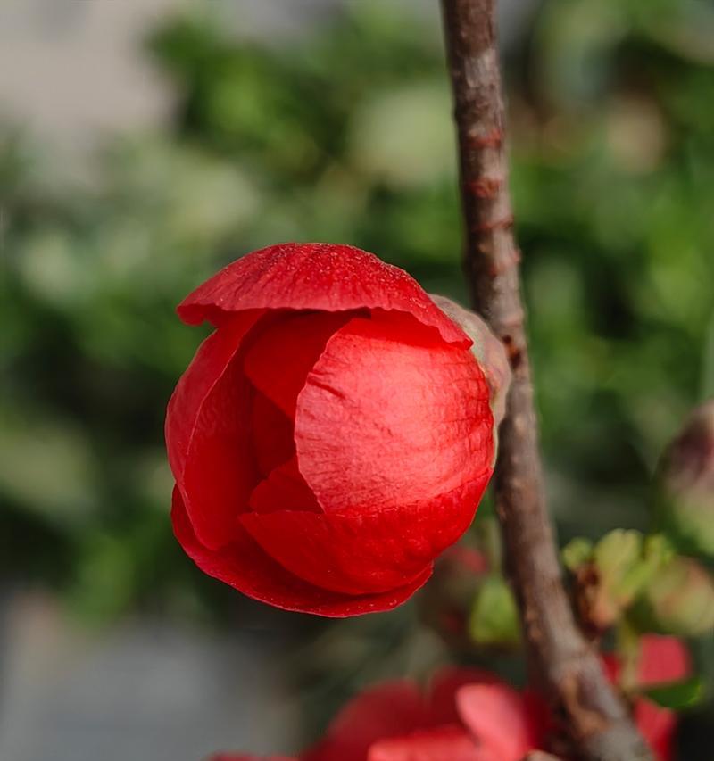 九月红色花朵象征着什么？