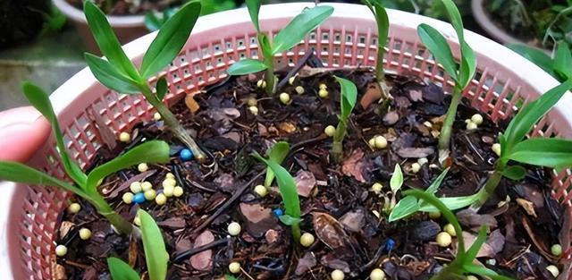 种植石斛的秘诀，赶紧学起来！