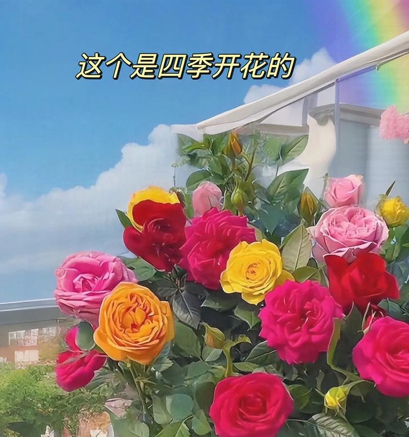 四朵玫瑰的花语及含义（探寻四朵玫瑰背后的含义和象征）