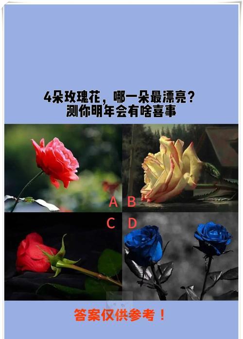 四朵玫瑰的花语及含义（探寻四朵玫瑰背后的含义和象征）