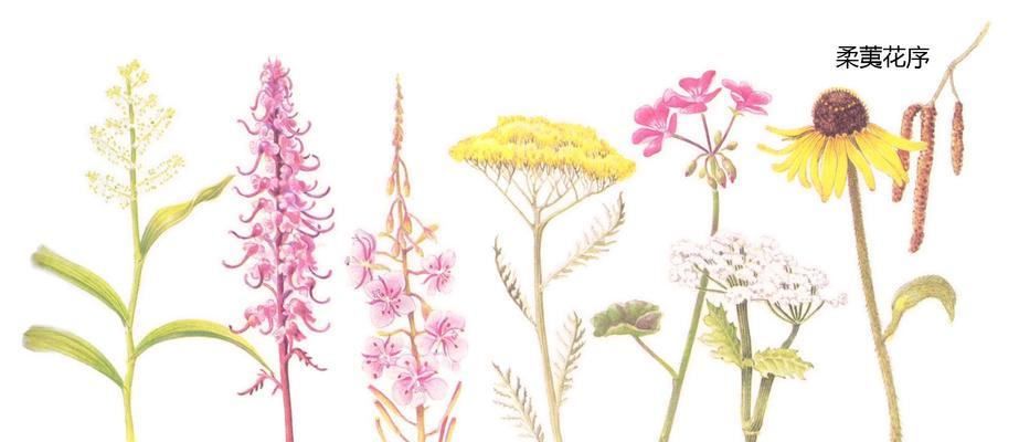 南天竹的花序类型及特点：以圆锥花序为主