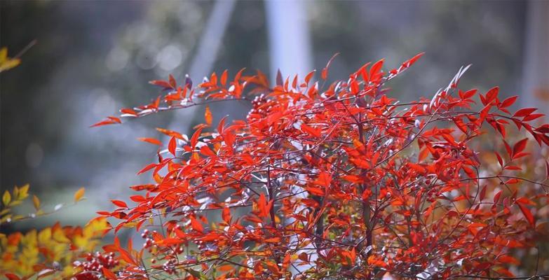 南天竹的花序类型及特点：以圆锥花序为主