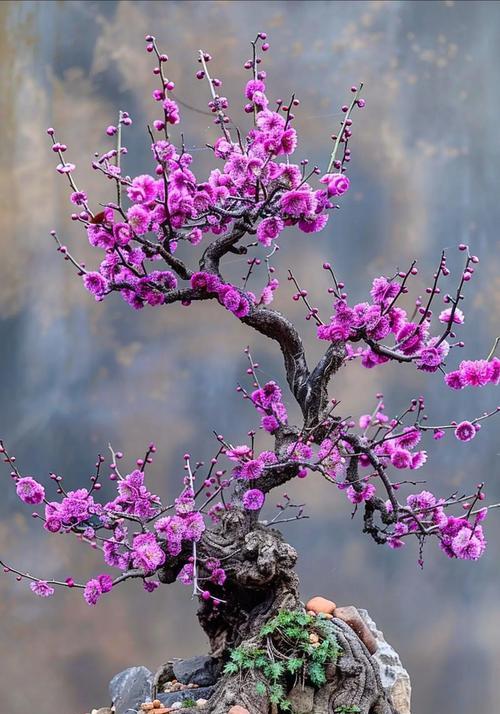 梅花在生肖文化中的象征意义（探究中国传统文化中梅花的生肖象征意义）