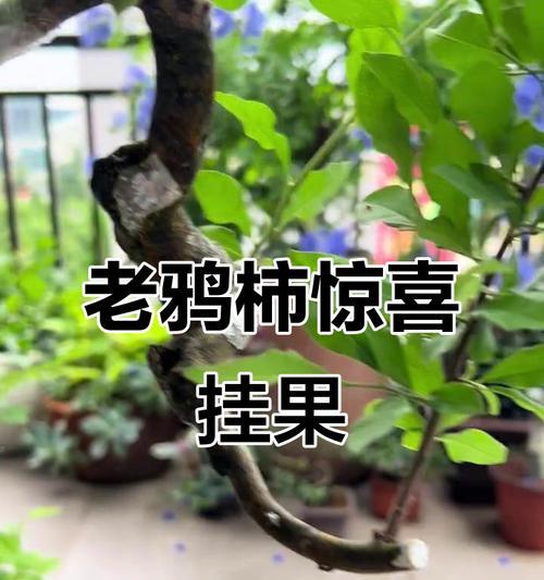 老鸦柿开花结果全攻略（一次掌握老鸦柿的生长规律、管理技巧和病虫害防治）