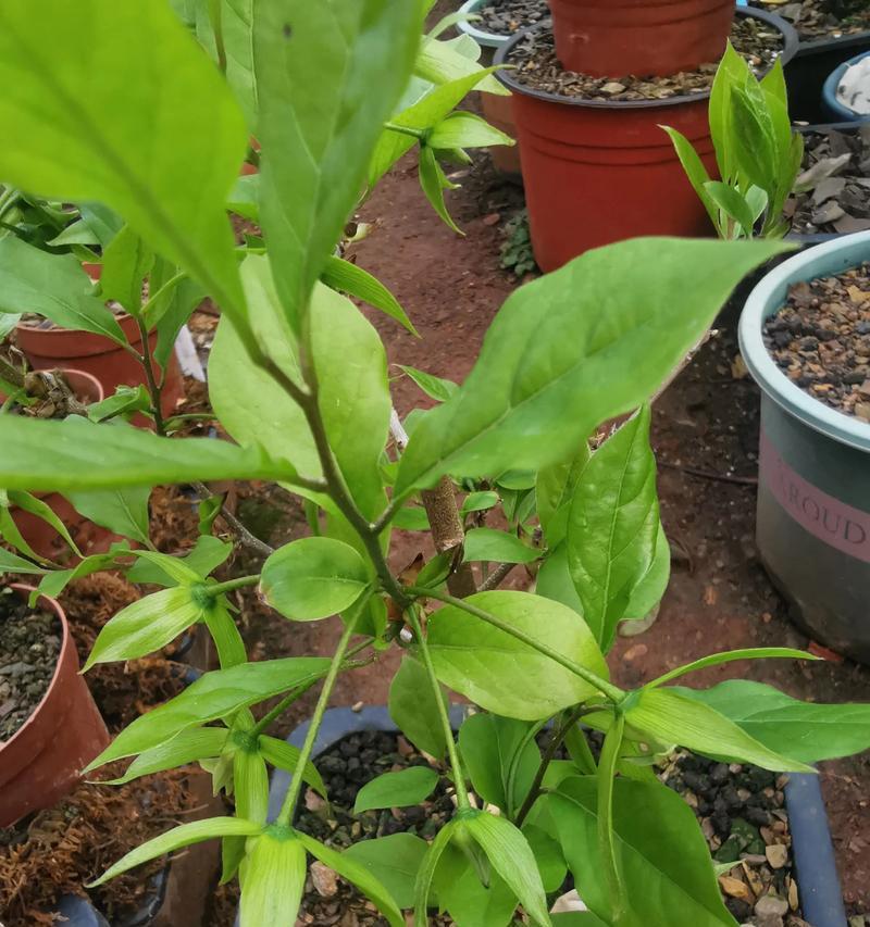 老鸦柿开花结果全攻略（一次掌握老鸦柿的生长规律、管理技巧和病虫害防治）