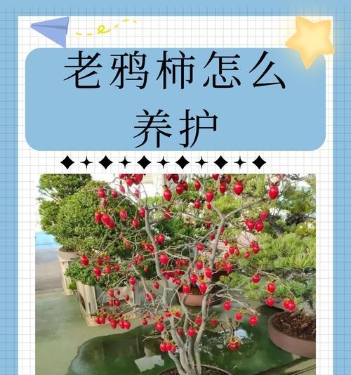 老鸦柿开花结果全攻略（一次掌握老鸦柿的生长规律、管理技巧和病虫害防治）