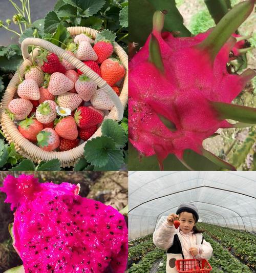 火龙果的生长条件与特性（探究火龙果的生态环境和营养需求）