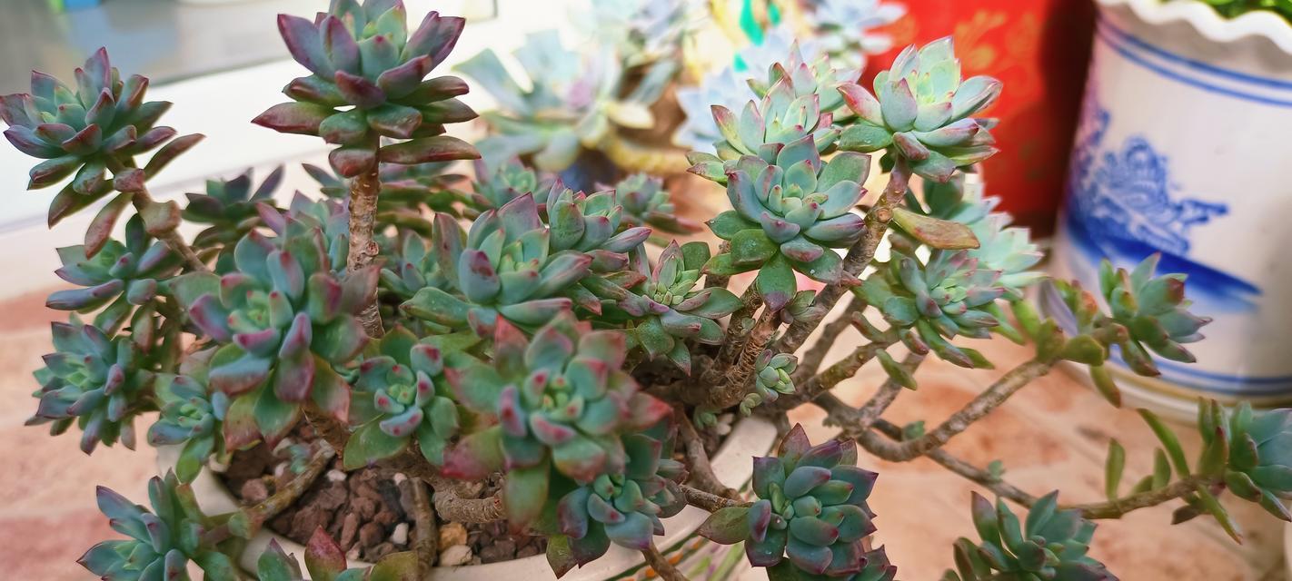 仙人掌的种植与养护（掌握这些方法，让你的仙人掌长寿不枯萎）