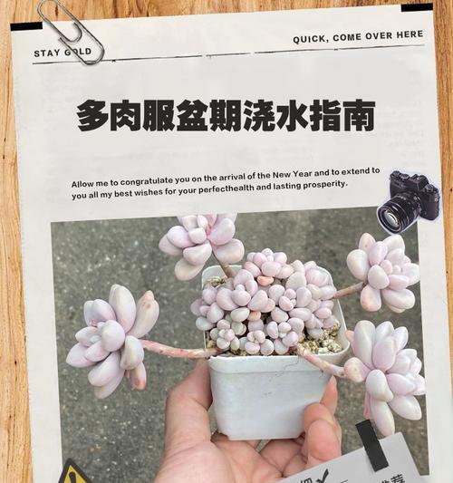 仙人掌的种植与养护（掌握这些方法，让你的仙人掌长寿不枯萎）