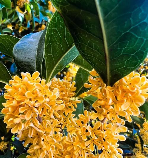 赏析秋日里的桂花（香气四溢，花意缤纷）