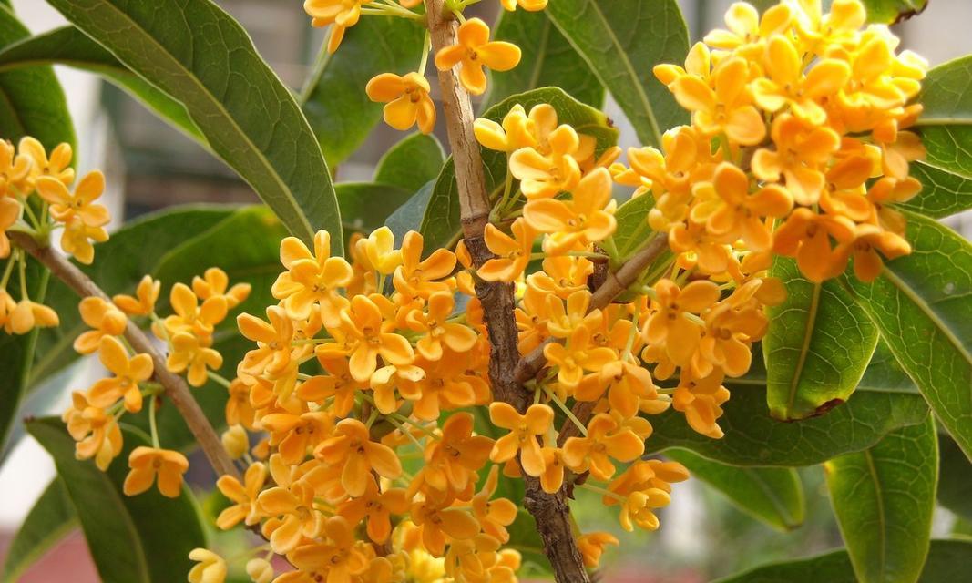 赏析秋日里的桂花（香气四溢，花意缤纷）
