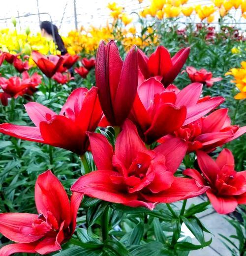 百合花爱阴避阳（如何保护百合花免受阳光伤害）