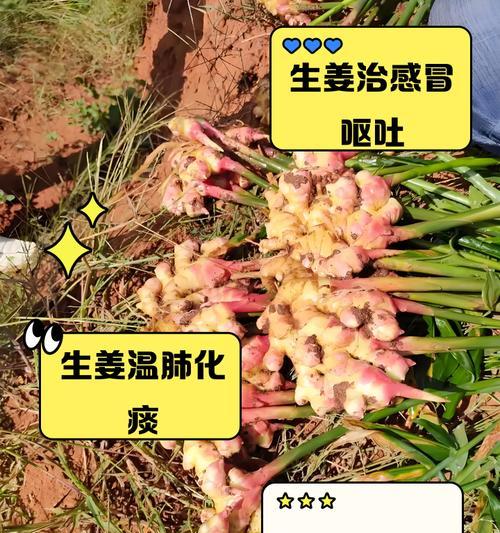 生姜丰收季节及特点（从种植到上市，这些时间节点你需要知道）