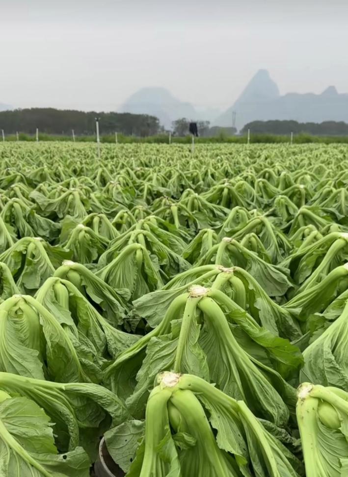 探讨“盖菜”和“芥芥菜”是否为同一种菜（菜品辨析与文化传承）