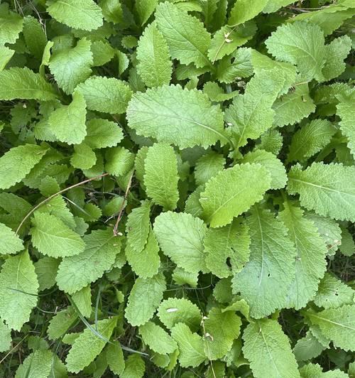 探讨“盖菜”和“芥芥菜”是否为同一种菜（菜品辨析与文化传承）