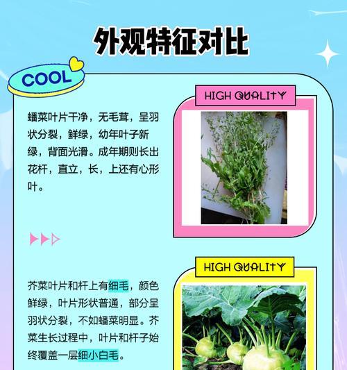 探讨“盖菜”和“芥芥菜”是否为同一种菜（菜品辨析与文化传承）