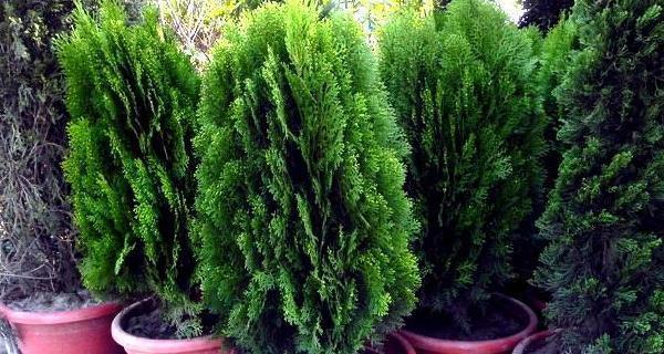 种植柏树的好处（家里种柏树好不好？）