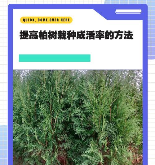 种植柏树的好处（家里种柏树好不好？）
