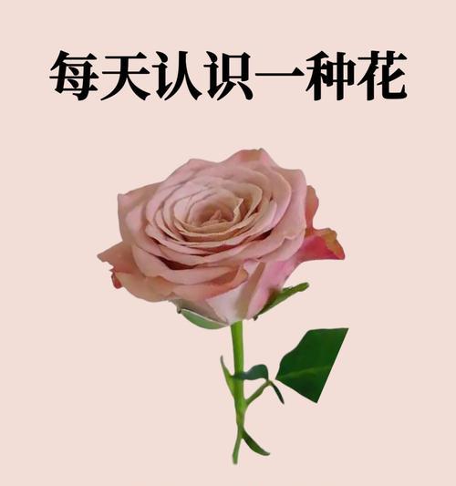 梦露风铃花的生命力与养护（多年生的秘密与养护方法）