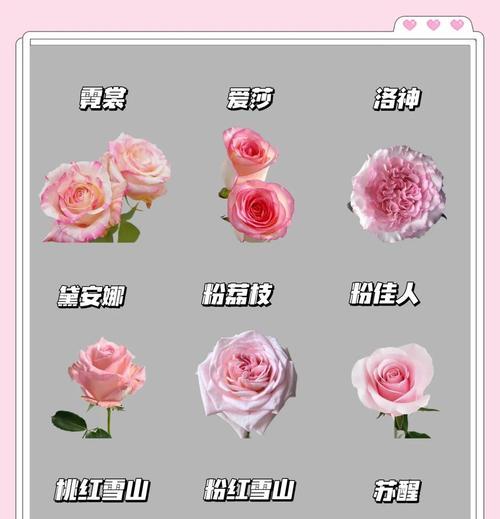 芍药花语的含义（探秘芍药花的神秘语言）