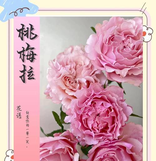 芍药花语的含义（探秘芍药花的神秘语言）