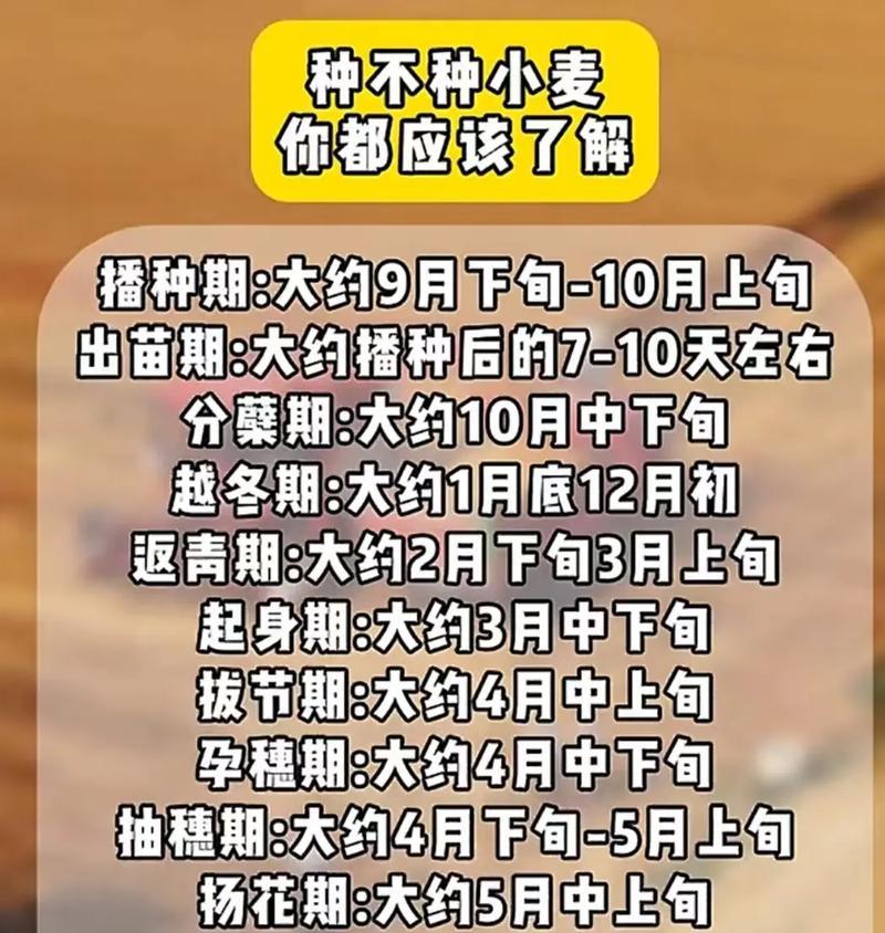 2024年山东小麦成熟期分析（收割时间、品质等影响因素详解）