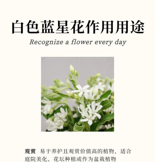 麻黄草的神奇功效（从预防感冒到治疗哮喘，麻黄草的多重作用）