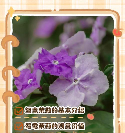 麻黄草的神奇功效（从预防感冒到治疗哮喘，麻黄草的多重作用）