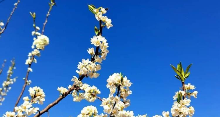 李子树开花季节及生长习性（探究李子树的开花时间和生长要素）